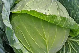 备受市场追捧的可生食水果甘蓝！口感超甜，超美味！推荐农户种植图片