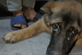 辽宁：落入狗贩手中的德牧含泪求助，狗贩：行就要，不行我就杀它图片