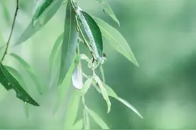 一棵荔枝树在江心屿独活近40年，可能是温州唯一，它从哪里来？图片