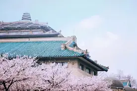 武大樱花十年印记丨缘随花开落，诗如水自成图片