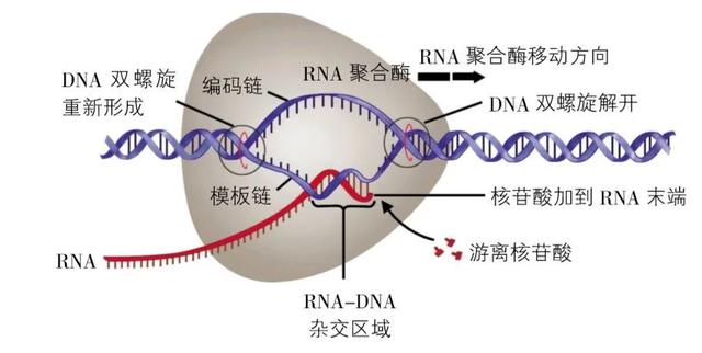 DNA里隐藏了生命所有的秘密，这是怎么实现的？