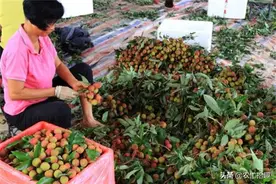 早熟又逢五一，市场高至一斤40元，产地积极采收，果农：赶上时候图片