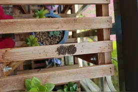 小妙招，如何利用废口罩图片