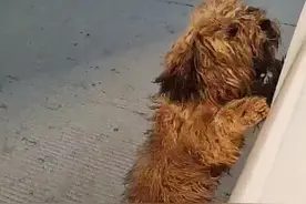 开车时被流浪狗狂追，停车看清汪的长相后愣住了：怎么是你呀？图片