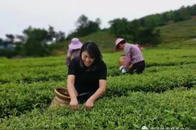 院士权威发布：铁观音“一茶三香”满足不同消费者的健康需求图片