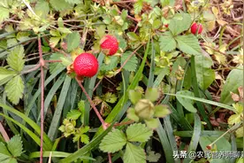 农村路边的“地莓”能吃吗，挖回家煮水厉害啦，好多人不知它是宝图片