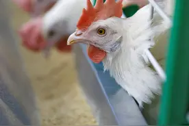 如何喂好种雄鸡？图片