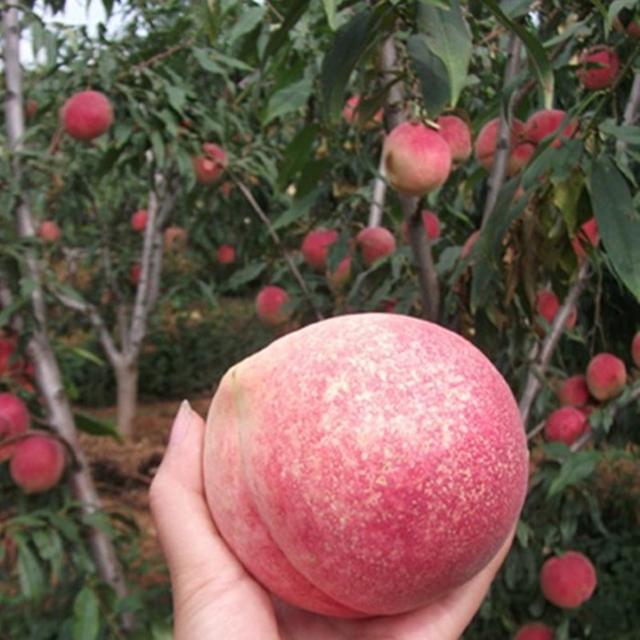 山东桃树丰产栽培管理技术