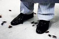 物理捕蟑螂更安全，卡扣设计防儿童、宠物误触误食，用着更安心图片