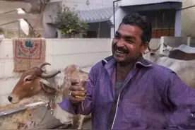 印度人喝牛尿是传统印医所提倡的，印度传统医学比中医古老得多图片