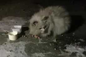 流浪动物值得养吗？领养一只流浪猫需要做哪些准备？图片