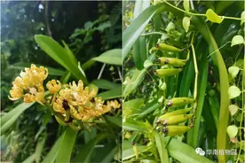 竟有这么多品种没见过！韶关兰花在华南植物园开展啦图片