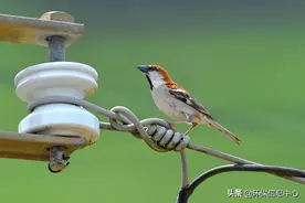 山麻雀保育 设饵站撒米糠 友善农法与巢箱 嘉义林管处证明有效图片