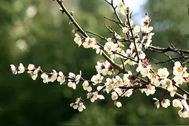 王安石的一首《梅花》，失败的改革家，伟大的诗人图片