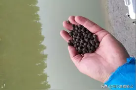 窝料重引，手饵重钓——谈窝料与手饵的味型、状态搭配思路及应用图片