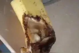 蝙蝠闯进民宅，偷吃香蕉，拉屎遍地图片