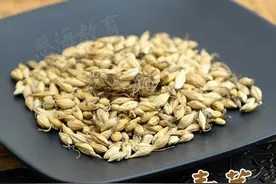 每天学习一味中药——麦芽图片