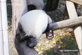 云南蘑菇很有名，那你听说过四川的“蘑菇”吗？图片