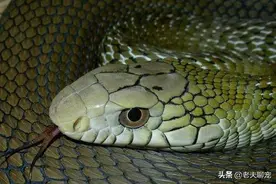 无毒蛇中的“大王”——王锦蛇，长相帅气还喜欢吃各种毒蛇图片