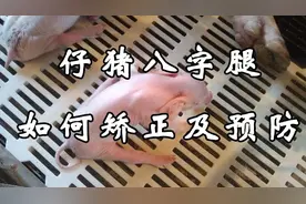 「养猪微课堂」小猪八字腿怎么矫正及预防？图片