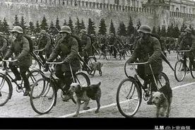 斯大林格勒战役中，警犬们立下了汗马功劳，可却永远离开了世界图片