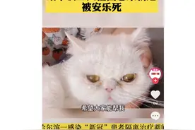 确诊患者家中3只猫2次核酸阳性，被执行安乐死，主人痛哭发声：为啥人能治猫不行图片