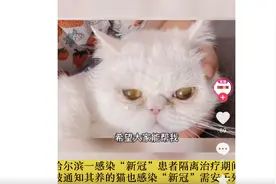 确诊患者家中3只猫2次核酸阳性，被执行安乐死，主人痛哭发声：为啥人能治猫不行图片