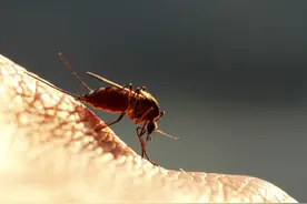 宝宝被蚊子咬了，如何快速止痒？真正有效驱蚊止痒方法就这几种图片