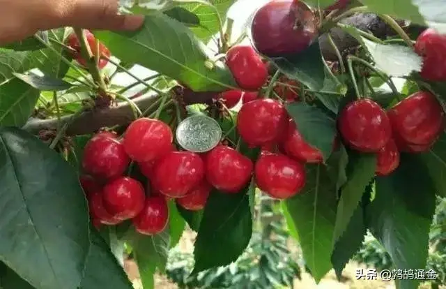 果树上最好用的膨大素，自己在家就可配制，增产可达60%