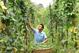 豆角落花落荚、叶子发黄怎么办？三招让其恢复健壮，结荚多一倍图片