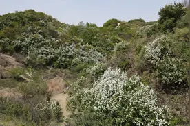白鹃梅花盛开时，黄峪寺你一定要去看那满山尽绿的几抹白图片