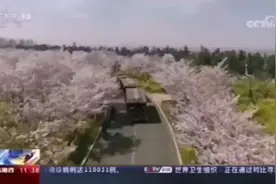中樱璀璨，晚樱初绽！丰乐樱花园里花团锦簇免费邀你来看！图片