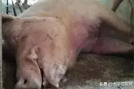 经产孕猪总不明原因死亡，怎么回事？如何防治？这里告诉你！图片