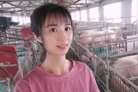 农村养猪业“最后的棒棒”，成败皆因“本能惯性”——猪知乐原创图片