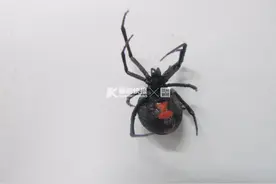 千万不要学！三少年为变蜘蛛侠，竟想了这个方法……图片