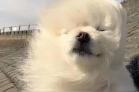 准备好了吗？又到一年风最大的季节！明天大风光临沈城图片
