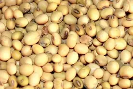 南方大豆3元一斤，稻农今年悔不当初，要是种大豆该多好啊图片