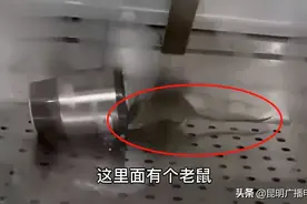 老鼠满地乱爬看得头皮发麻！又一家老牌连锁熟食店被曝光图片