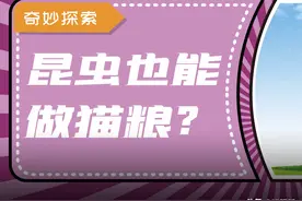 用虫子做的猫粮，你敢给猫咪吃吗？图片