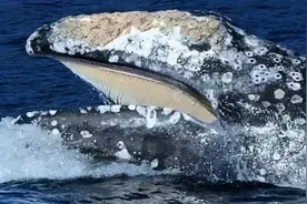 为什么鲸鱼身上寄生了那么多藤壶，大白鲨身上却干干净净？图片