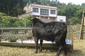 农民养羊，六月份适合做的一项羊体清洁工作，还防病图片