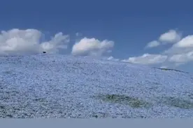 花海绽放不能看？ 日本公园用无人机“云赏景”视频封面