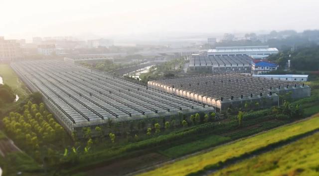 石斛怎么辨别真假好坏 石斛怎么辨别真假好坏图片