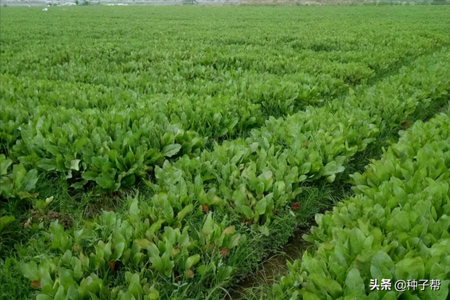 鲁梅克斯能割20年，耐-40度低温，优缺点都在这了，看清楚再种