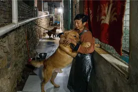 1300只狗的救助站：流浪动物去哪里？图片