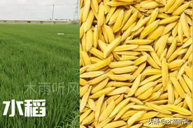 什么水稻品种产量高，米饭又香又好吃图片