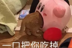 头像表情包丨毛茸茸的星之卡比图片