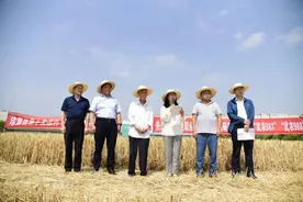 大穗！大粒！杨凌职院“武农981”“武农988”两个小麦新品种通过国审图片