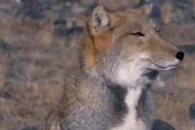 你见过藏狐吗？它为表情包而生图片