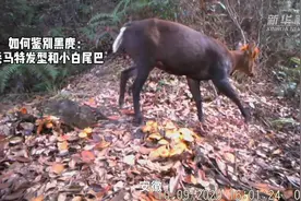 生物多样性保护 | 《新华社》：森林奇遇记，来看看生物多样性本底调查是怎么做的吧！图片